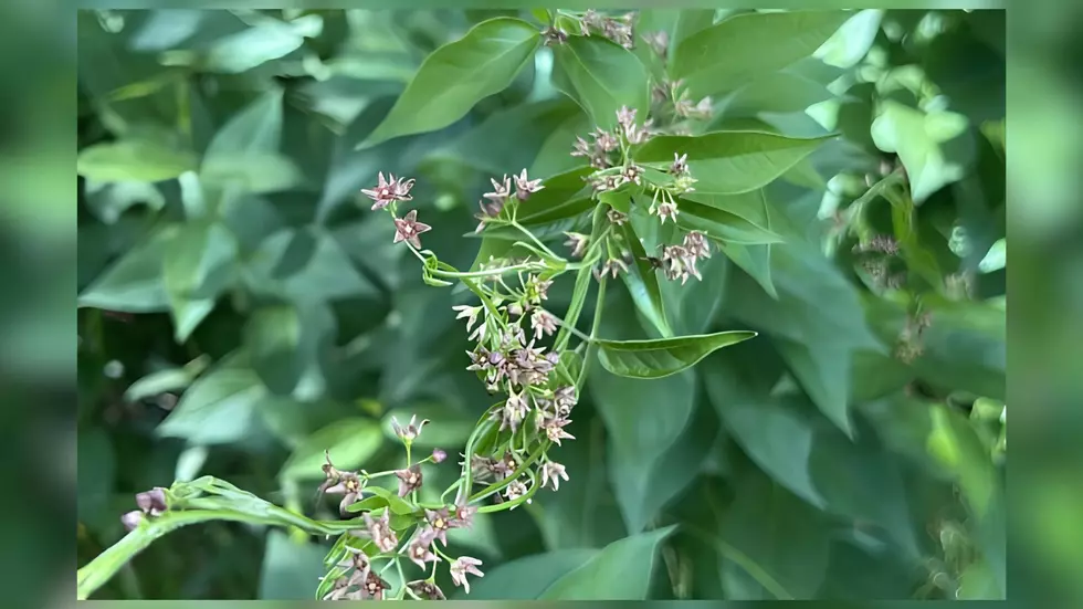 Invasive Vine That Threatens Monarch Butterflies Now Found In Wisconsin