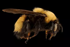 New ‘Beefy’ Large Bumblebees Spotted For First Time In Wisconsin