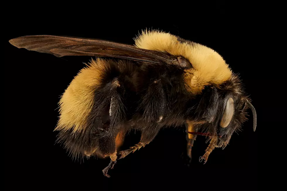 New ‘Beefy’ Large Bumblebees Spotted For First Time In Wisconsin