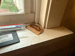 Ongoing Drought Could Be Bringing Pests Into Your Home