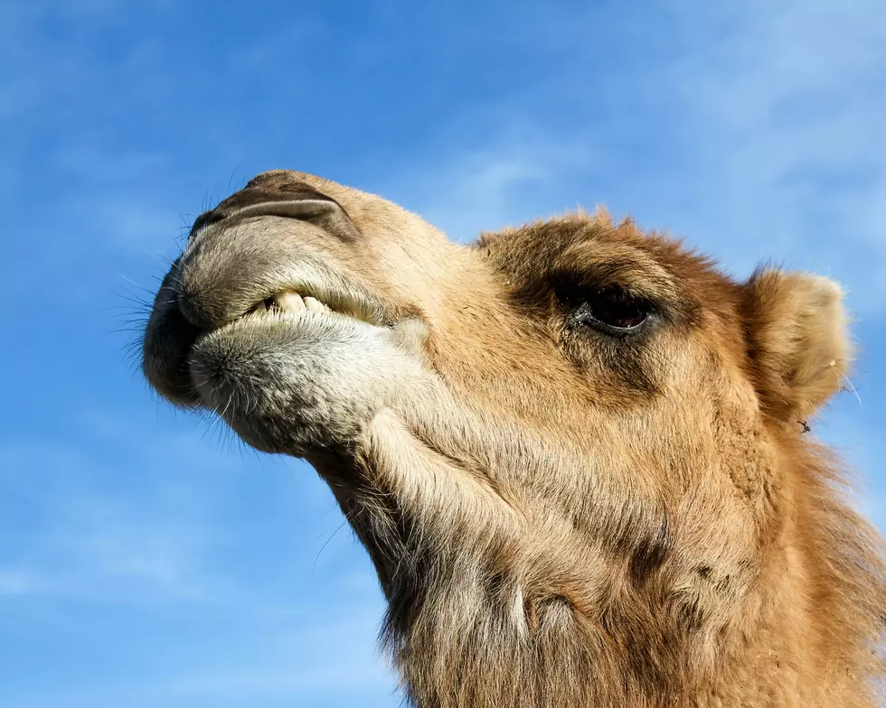 A Beloved Minnesota Zoo Says This Could Be Its Last Year