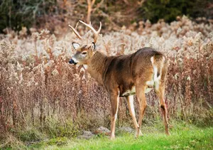 A New CWD Case Is Now Confirmed In Minnesota