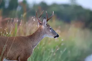 Help Families In Need With Wisconsin’s Free Deer Donation Program