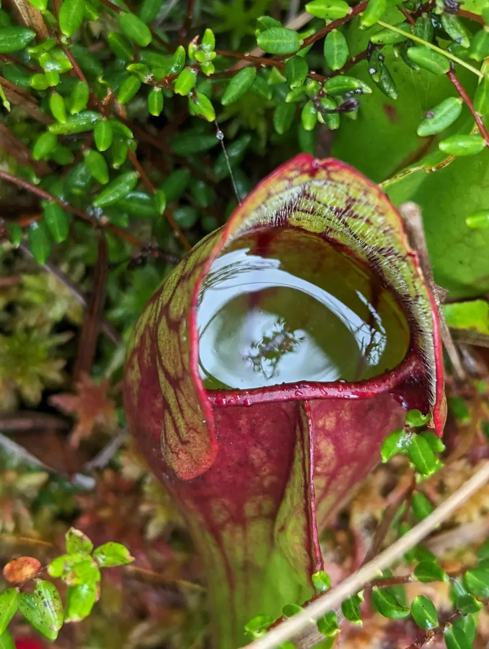 The Creepy Carnivorous Plants Growing Right Here In Minnesota