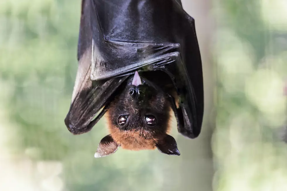 Bat In The House? An Important Reminder On What To Do