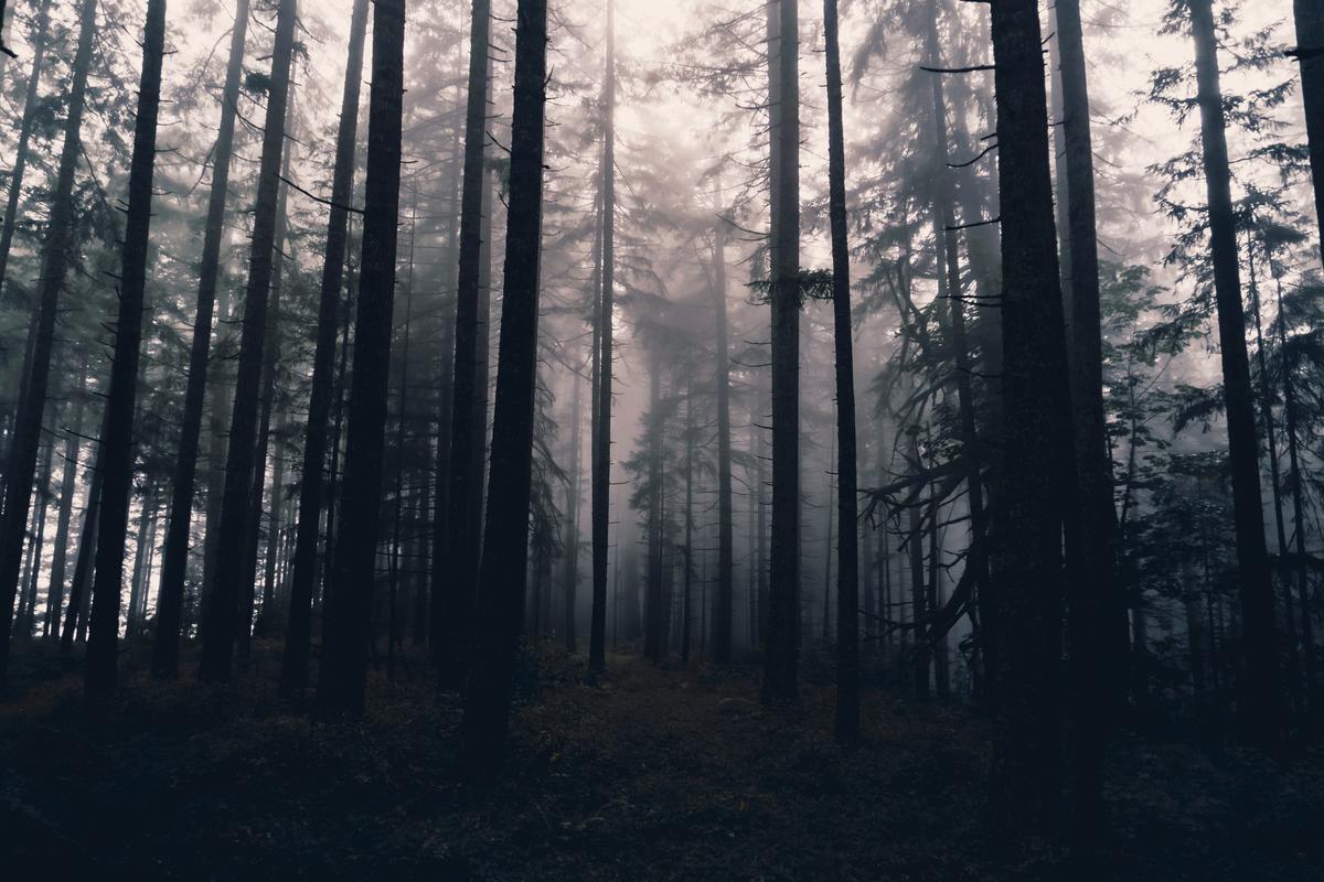 The Haunted Forest Just Revealed Its 2026 Season Dates The Haunted Forest Just Revealed Its 2026 Season Dates