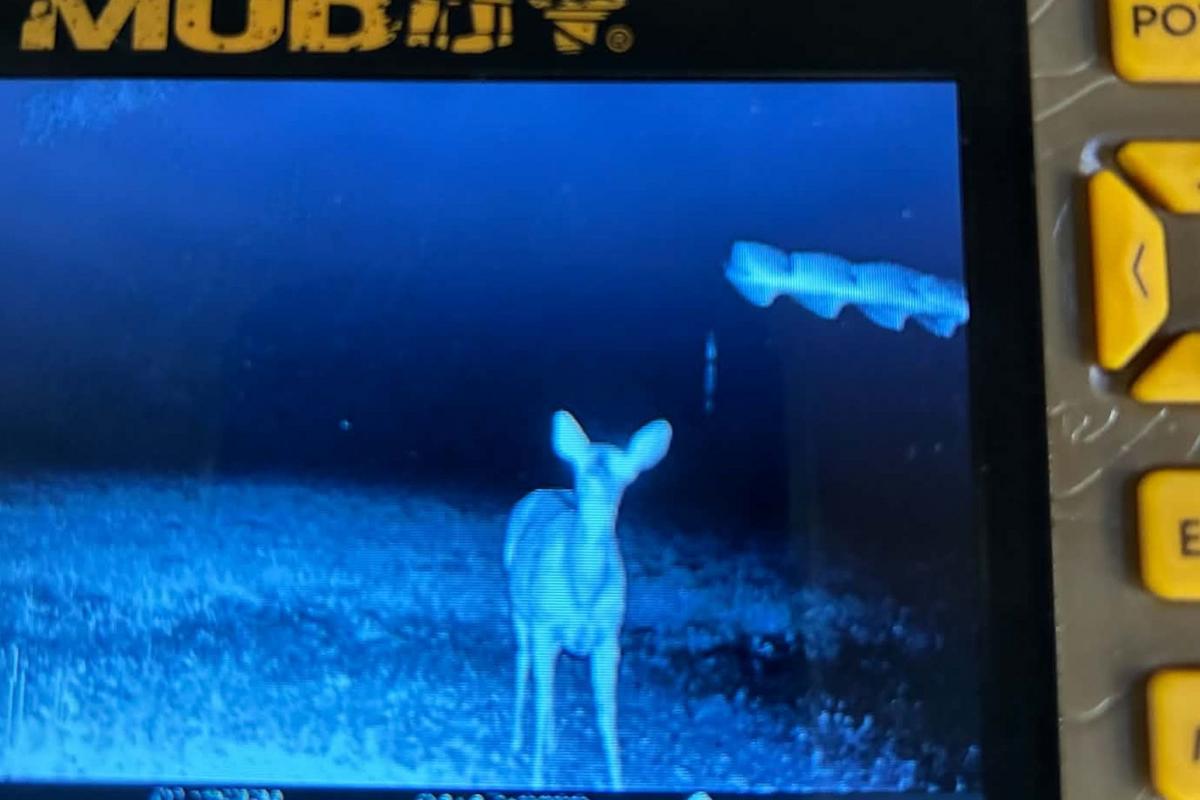 What Was Flying Above This Deer In Duluth Township? What Was Flying Above This Deer In Duluth Township?
