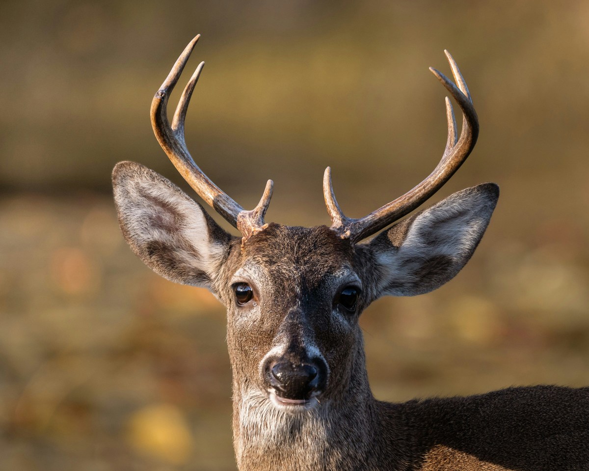 DNR Now Urging Minnesota Deer Hunters to Buy Licenses Early DNR Now Urging Minnesota Deer Hunters to Buy Licenses Early