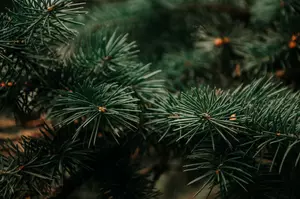 New White House Christmas Tree Handpicked From Wisconsin Family Farm