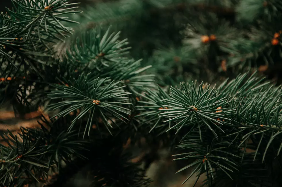 New White House Christmas Tree Handpicked From Wisconsin Family Farm