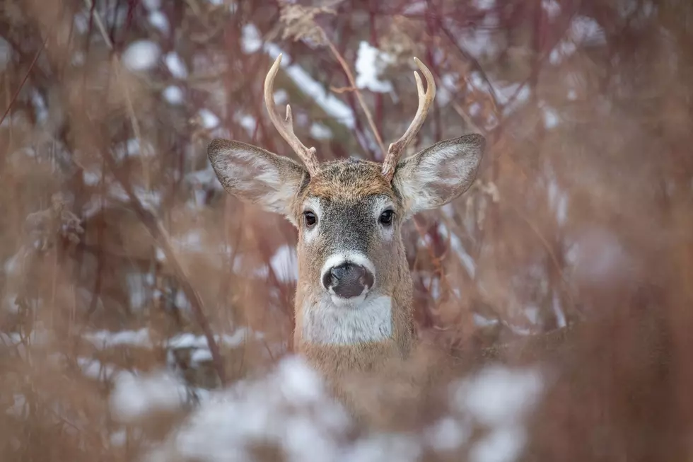 Big Changes, Key Reminders For Wisconsin Deer Hunters This Year