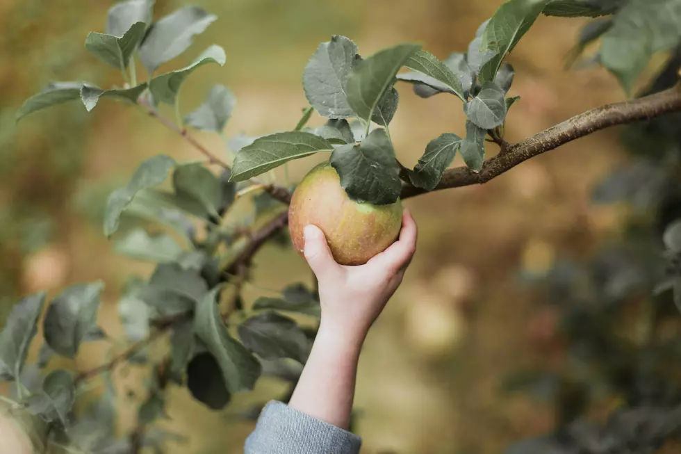Think Twice Before Biting That Fresh-Picked Apple This Year