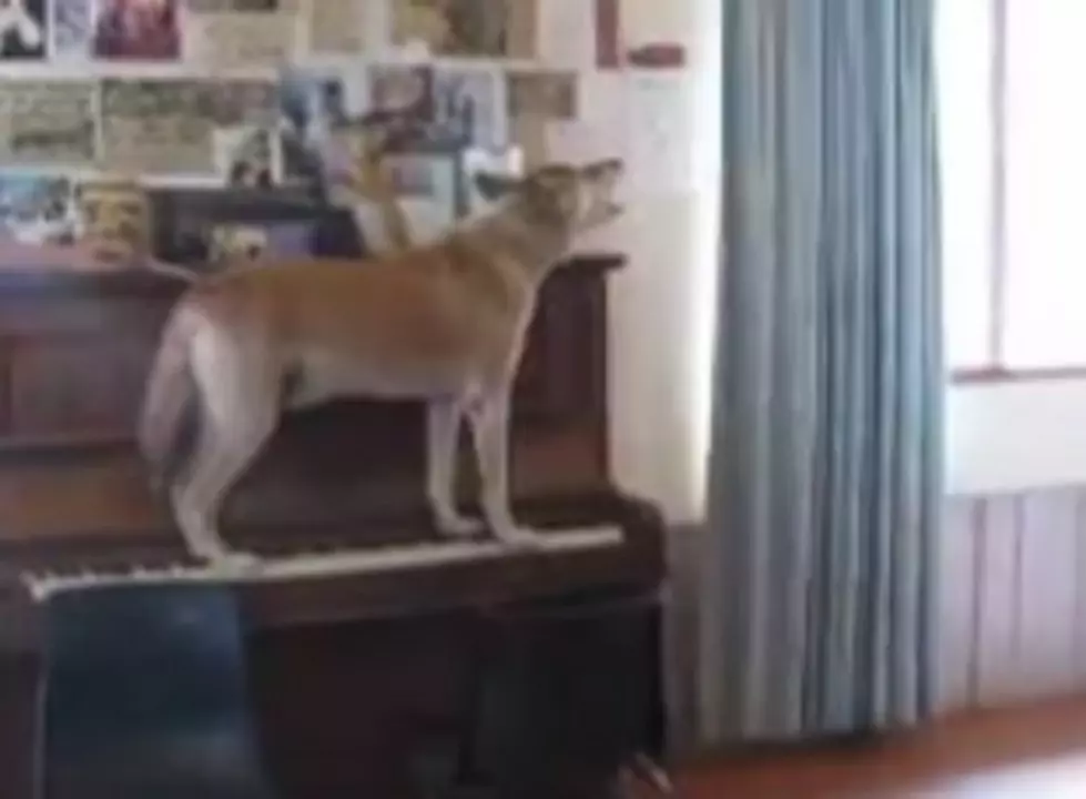Hey Mister, How Much For The Singing, Piano Playing Dog? (Video)