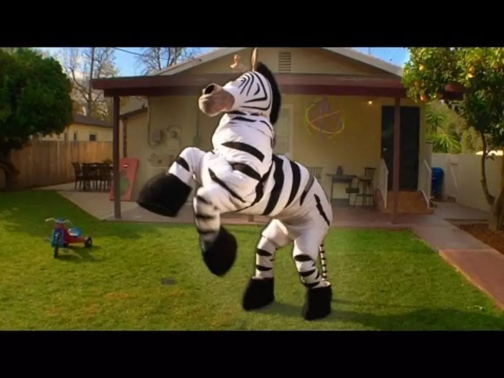 Who Could Possibly Be In The Zebra Suit? [VIDEO]