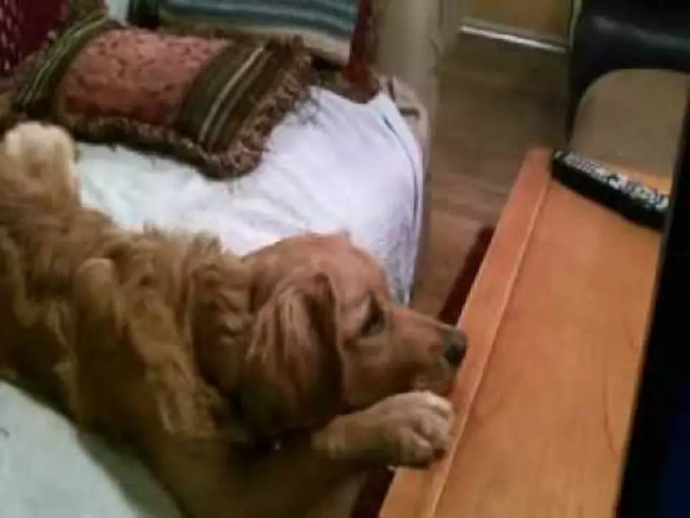 Pet Dog Is Captivated By Talking Dogs On TV [VIDEO]
