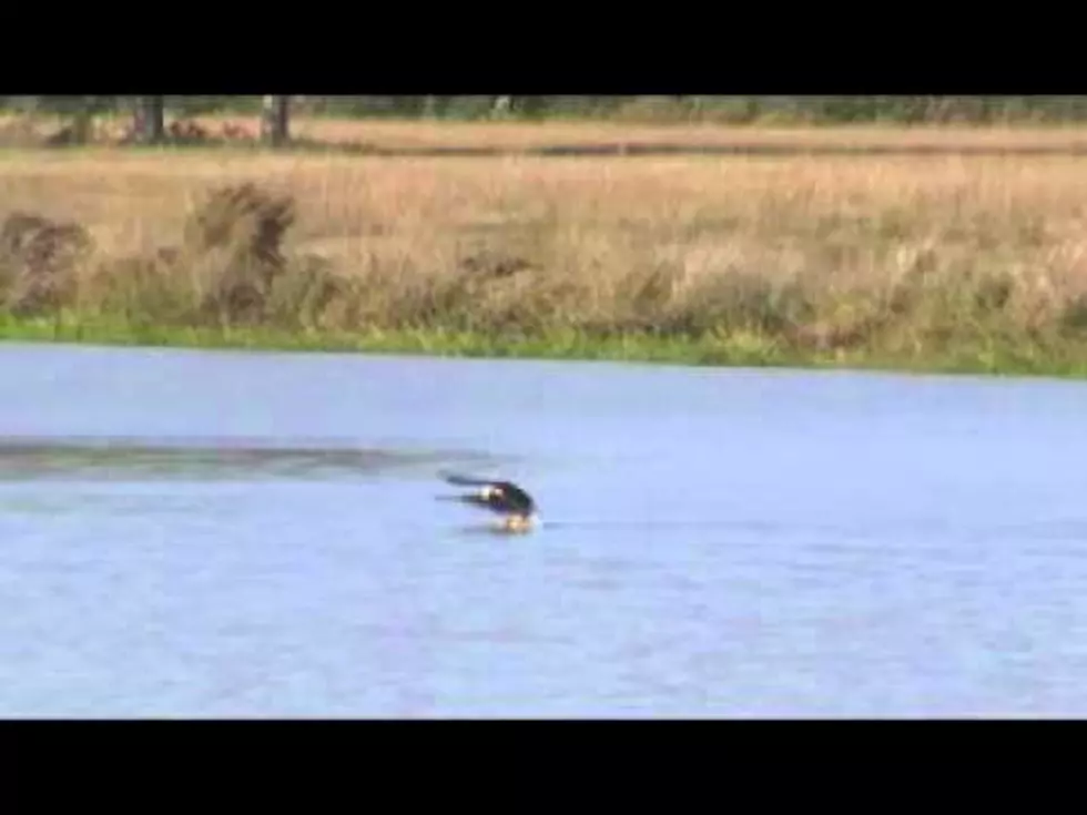 Bald Eagle Does The Breast Stroke In Louisiana Lake [VIDEO]