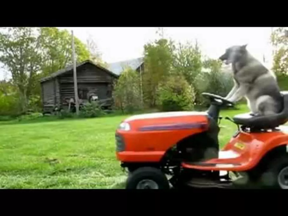Don&#8217;t Have A Lawn Mowing Dog? &#8211; Then How &#8216;Bout The Next Best Thing?