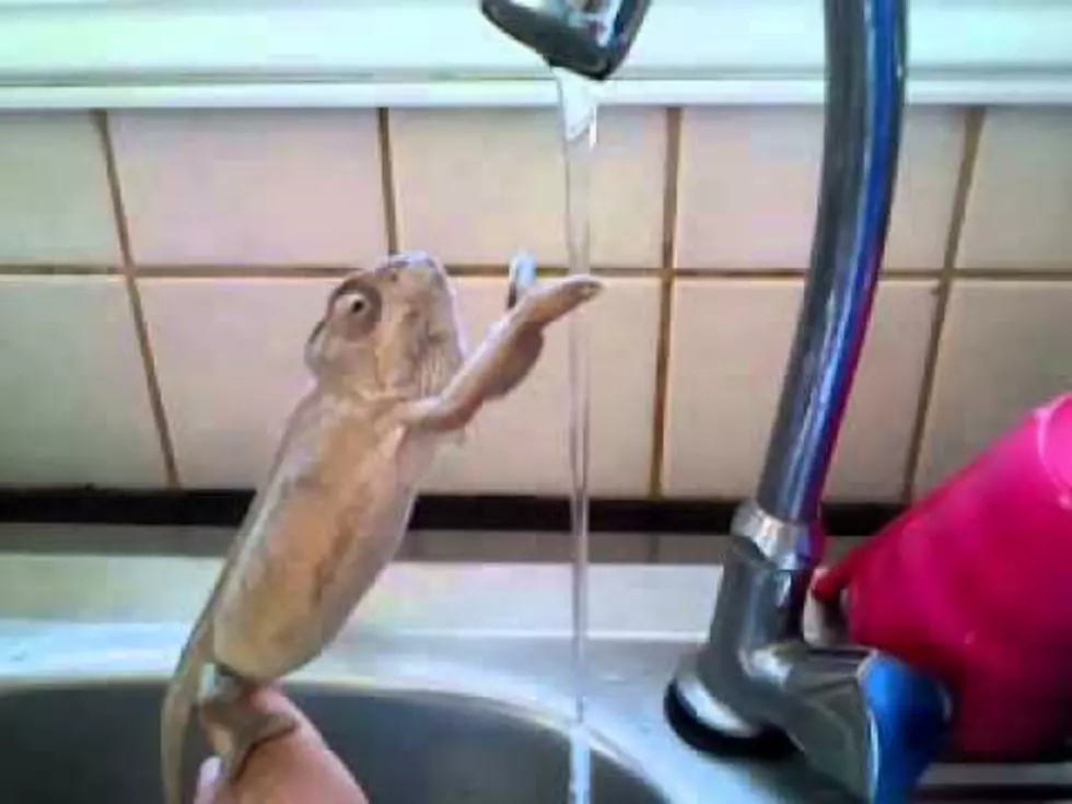 Hilarious Chameleon Washing His Hands [VIDEO]