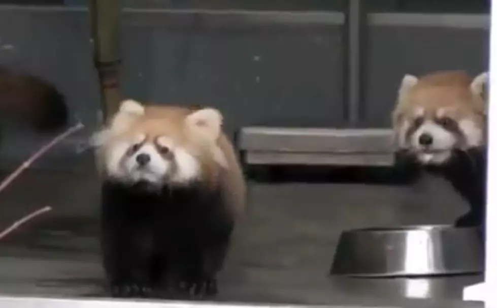 Red Panda Gives Ultimate Surprised Reaction