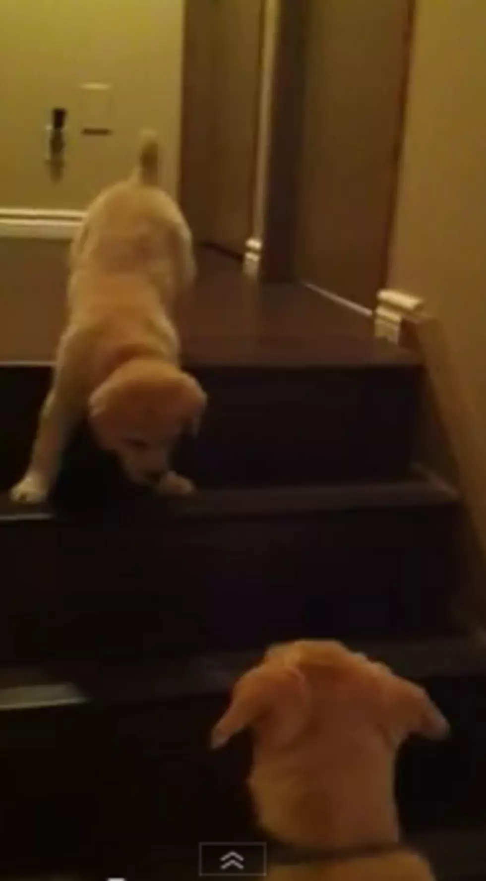 Adorable Video of Puppy Teaching Puppy to Walk Down Stairs