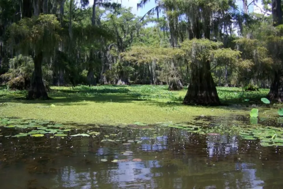 Giant Salvinia Detected in East Texas Lakes