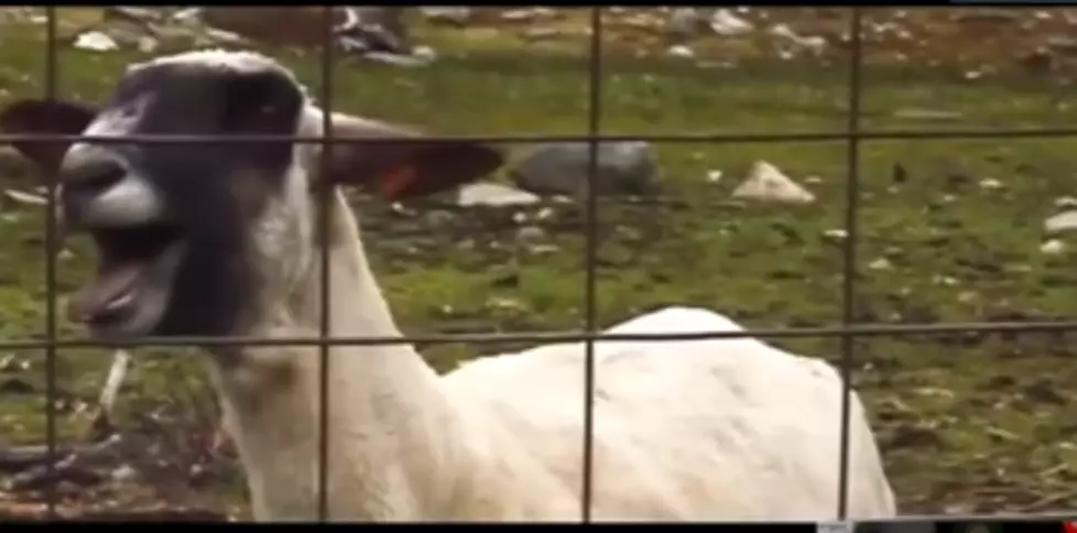 Taylor Swift &#8216;Goat&#8217; Version of &#8216;Trouble&#8217; Goes Viral  [VIDEO]