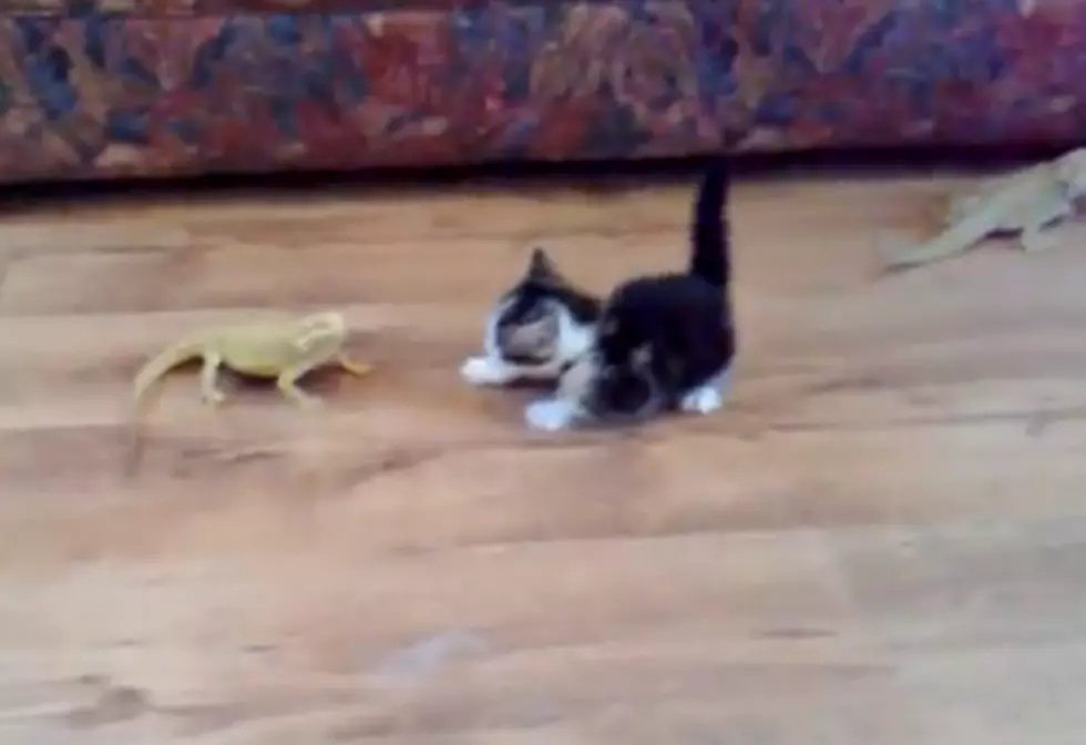 MITM Video of the Day - Kitten Flips Out with Lizard Sighting