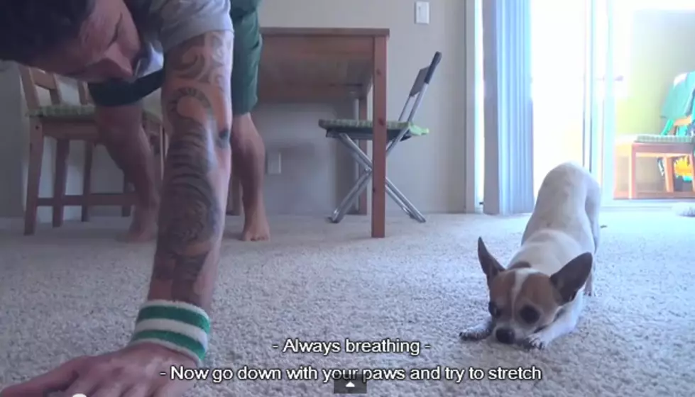 Chihuahua Does Yoga Tricks