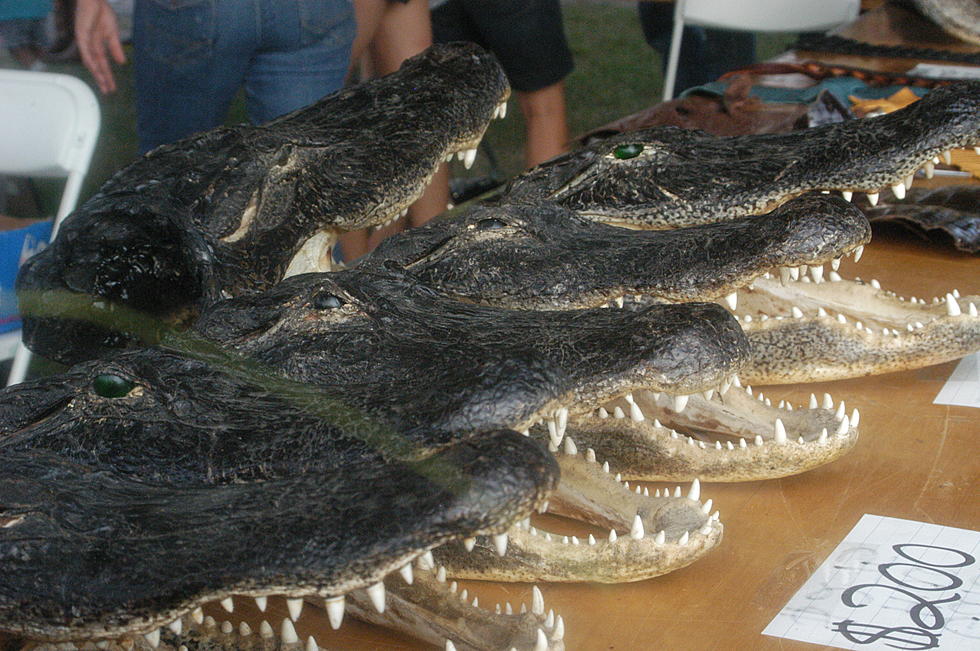 Gatorfest Was Delicious, Scaly, Loud, and Great!