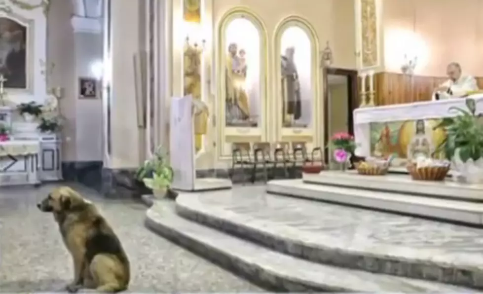 Dog Attends Church Daily Following Owner’s Death