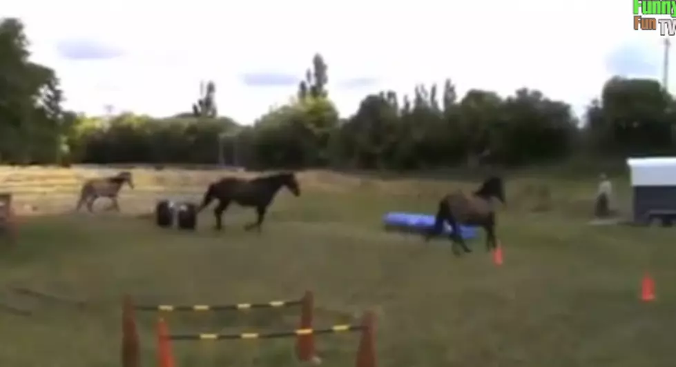 Amazing Video Shows the Proper Way to Load Horses in Trailer