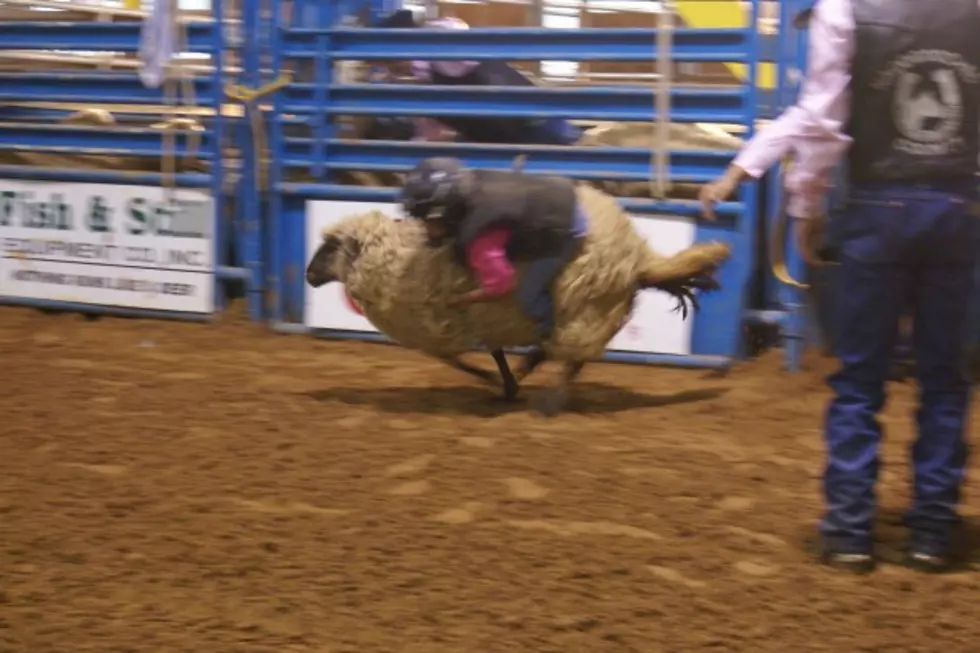 Mutton Busters Drawn for the Nacogdoches Rodeo