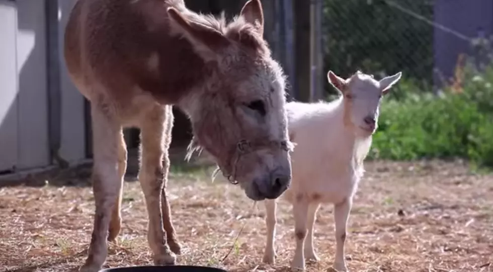 Sad Goat Reunites With Donkey Friend [Tears]