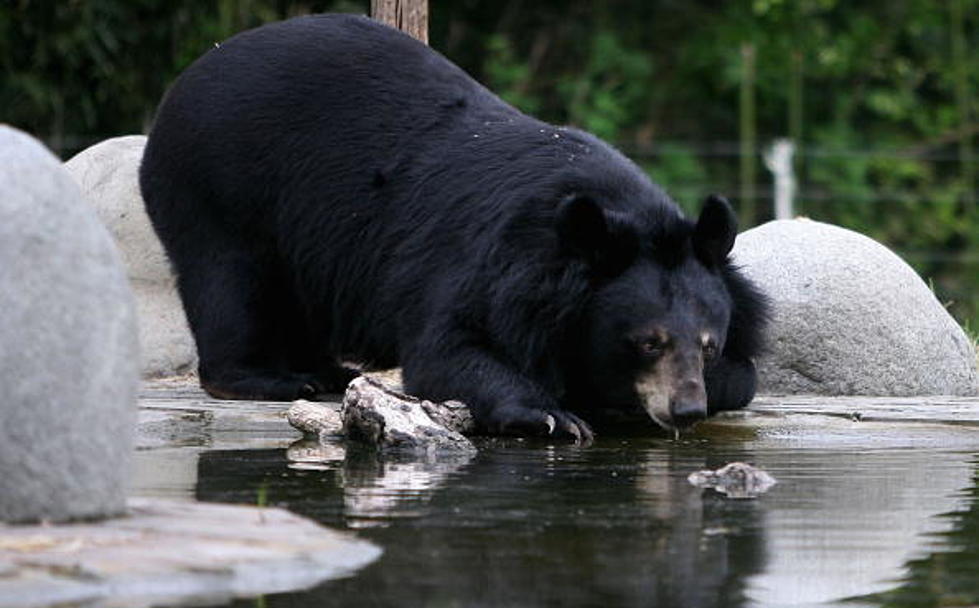 Bear Escapes at Texas Zoo, Hangs Out With Seals
