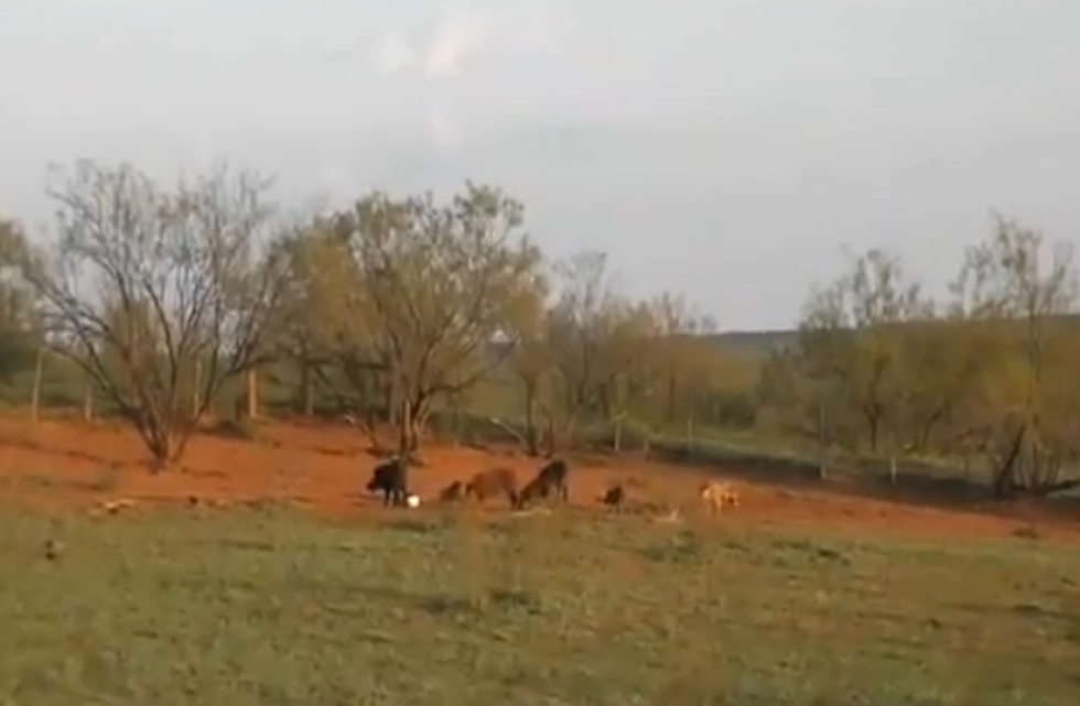 Hunters Use Explosive Tannerite to Kill Feral Hogs [GRAPHIC VIDEO]