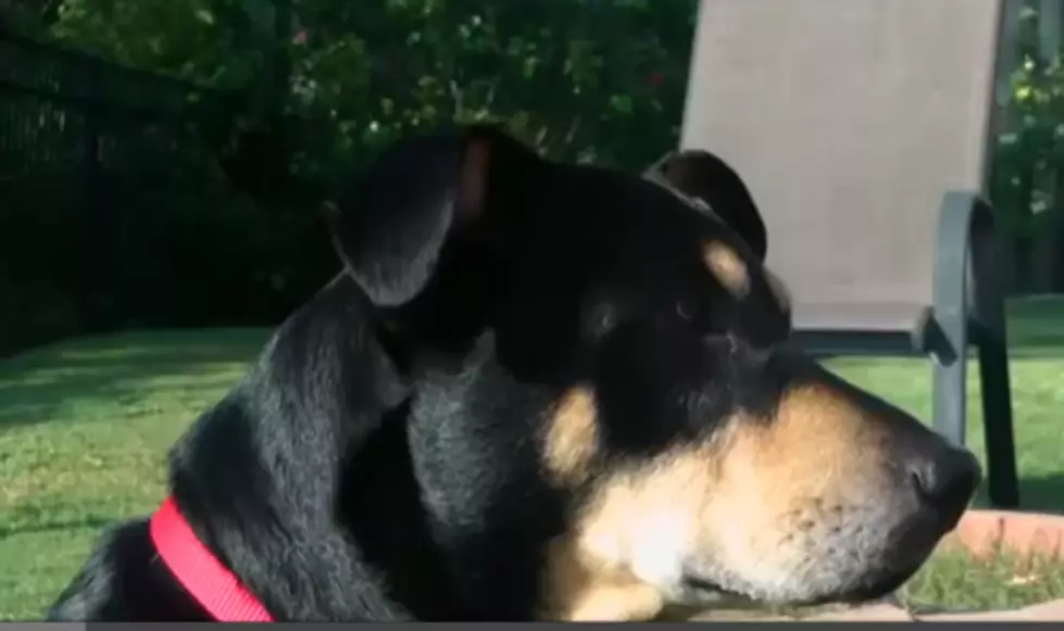 Dog Survives Euthanasia Attempt [WATCH]