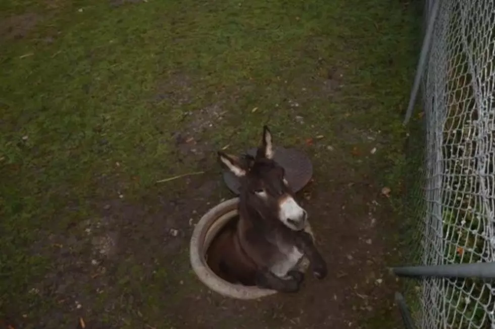 Wayward Donkey Rescued from Manhole