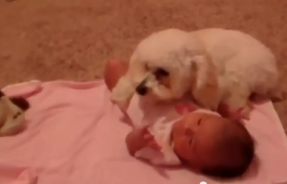 Poodle Lays Across Baby to Protect it from ‘Evil Force’
