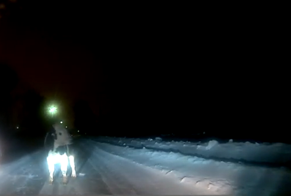 Russian Cow Makes Amazing Escape on Snowy Road