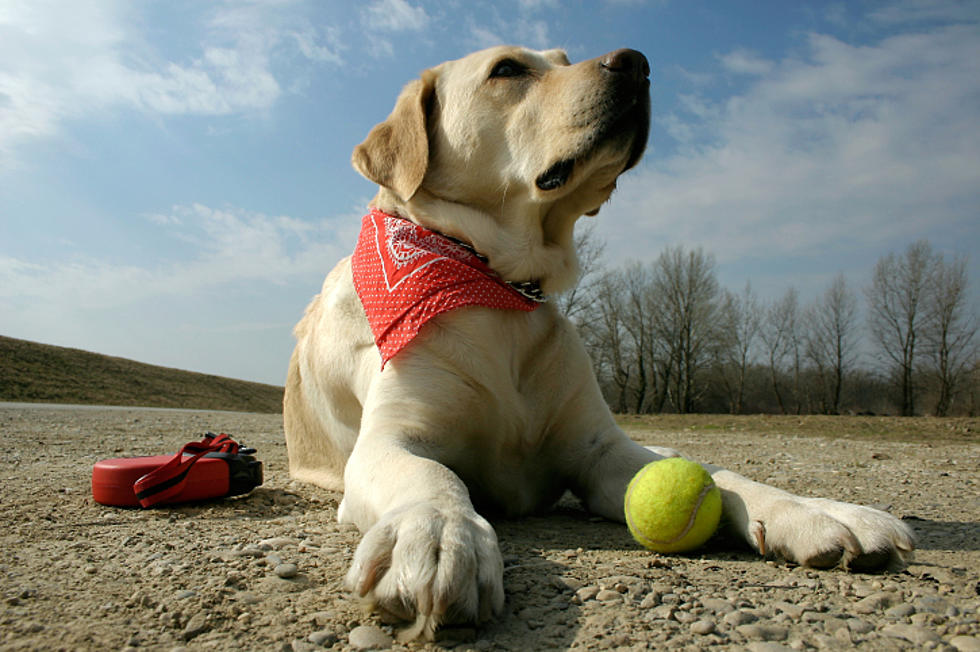 The Most Popular Dog Breeds in America Revealed