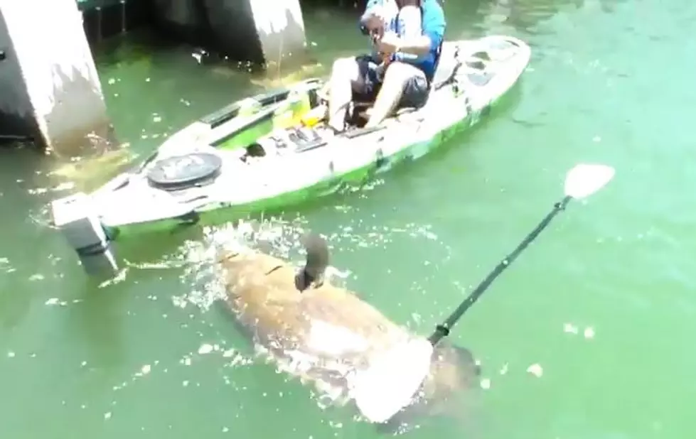 Kayak Fisherman Lands a Monster Grouper