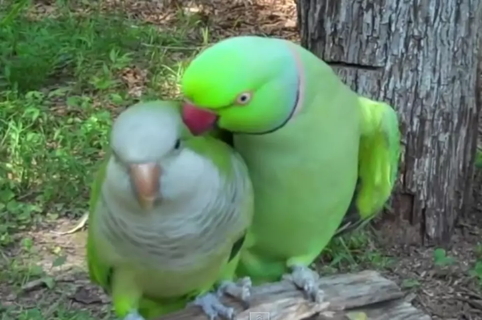 World’s Most Amorous Parrot [WATCH]
