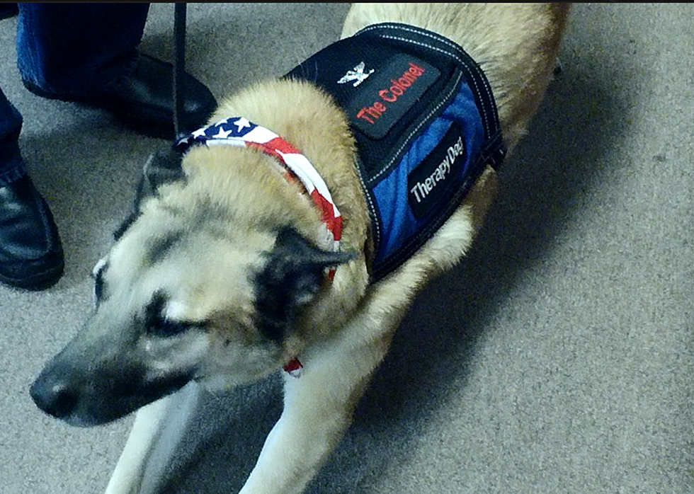 ‘TADSAW’ Provides Canine ‘Battle Buddies’ to Wounded Warriors [WATCH]