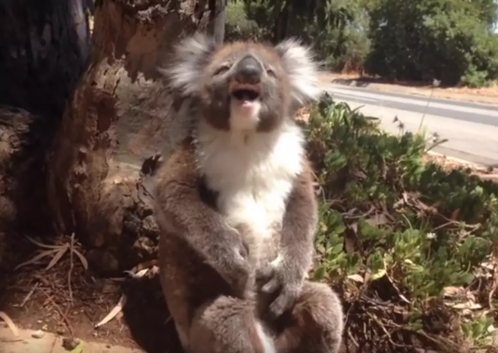 Bullied Koala Throws Temper Tantrum