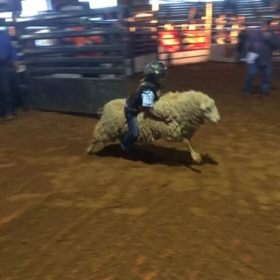 Mutton Busters for 2016 Nacogdoches Rodeo Revealed