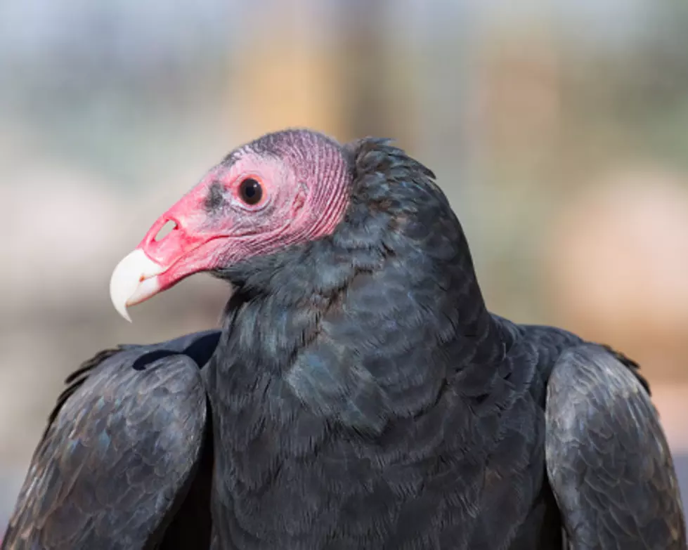 He Did What with a Vulture…and Other Field Notes from Texas Game Wardens