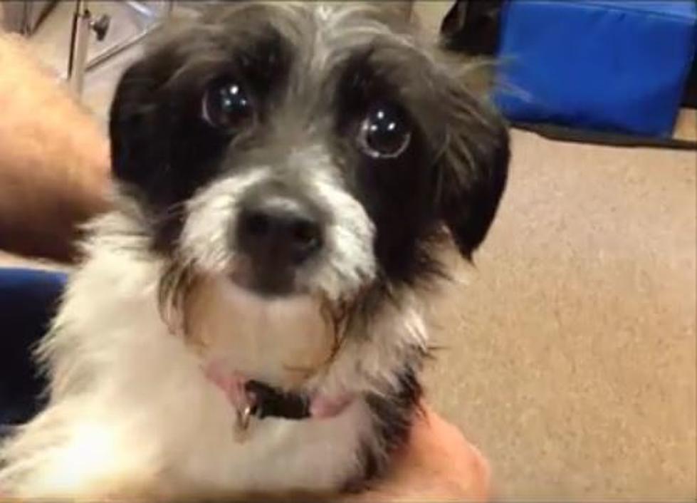Adorable Rosie is our KICKS 105 Pet of the Week [VIDEO]