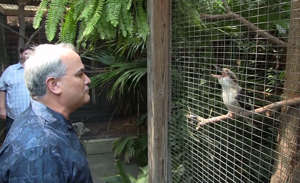 Watch KICKS 105’s Danny Merrell Get Kookaburra Wound Up