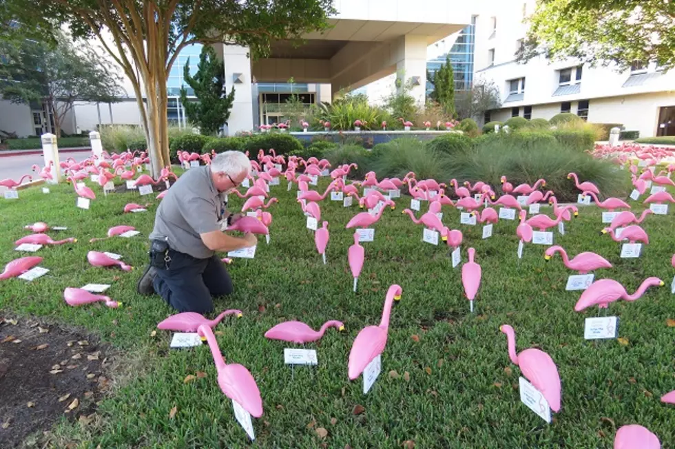 Breast Cancer is for the Birds