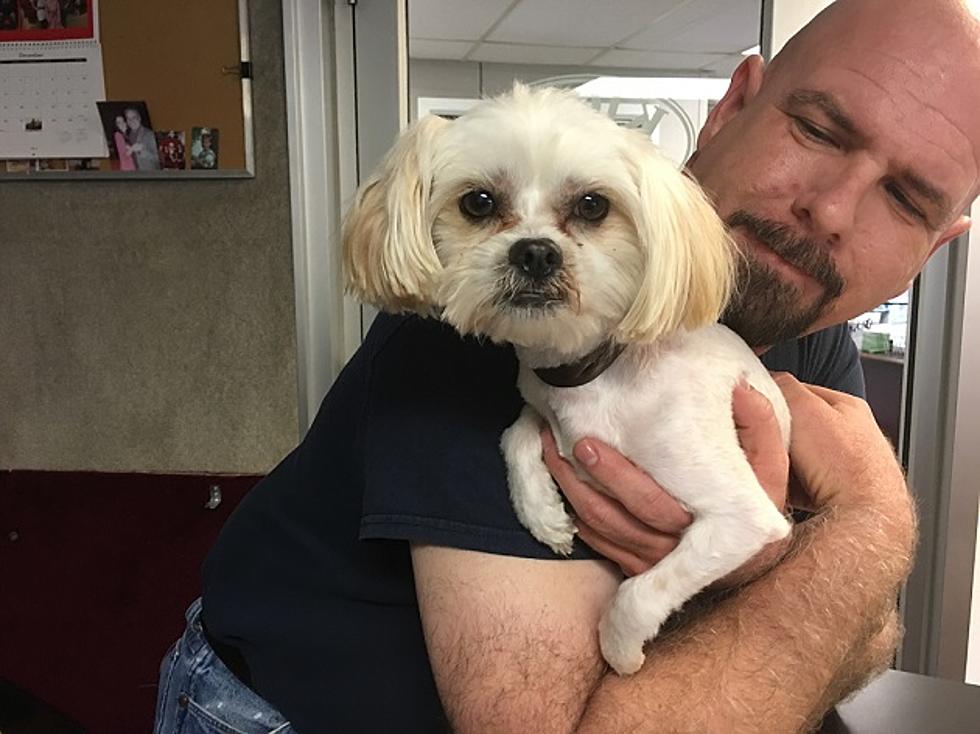 Shih Tzu Named Roscoe is our Pet of the Week